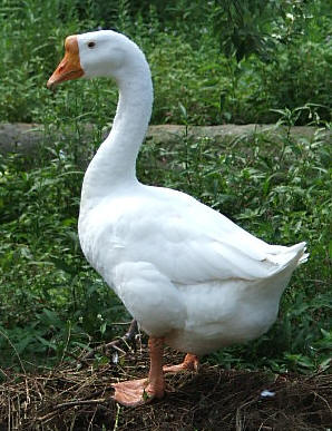 Majestic Waterfowl Sanctuary - Breed and Gender Identification of Geese